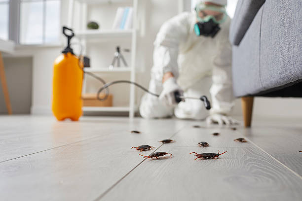 Post-Treatment Bed Bug Interceptor Monitoring in North Miami Beach